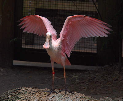 [This bird is even pinker than the prior one. It stands on the ground facing the camera with its wings stretched in arcs behind and to its sides. There is even pink coloring on the spatula part of its spooned bill. This bird also has a few black feathers at the tips of its wings.]